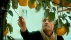 THE LIGHT OF THE QUINCE TREE OmeU, not specified