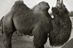 Animal Sounds